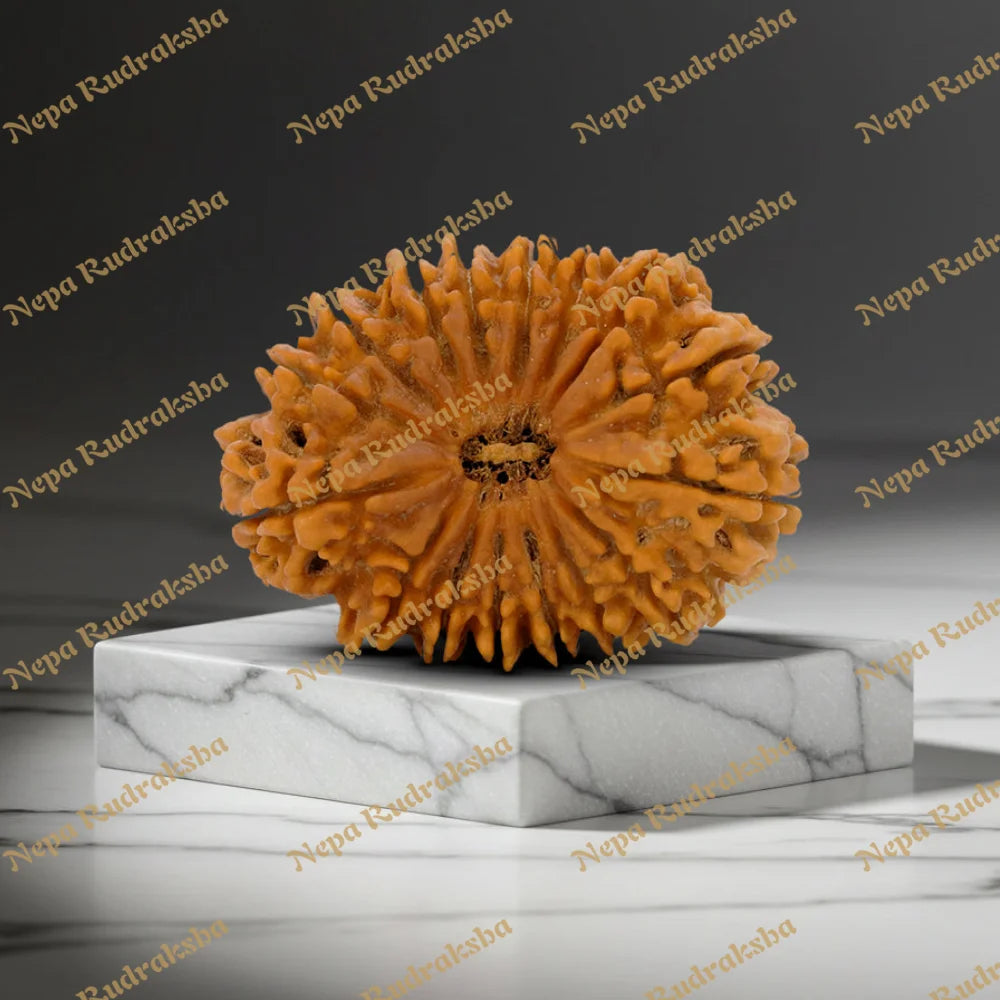 16 Mukhi Rudraksha 38.28mm