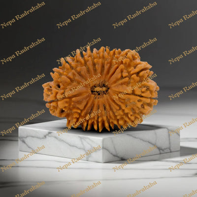 16 Mukhi Rudraksha 38.28mm
