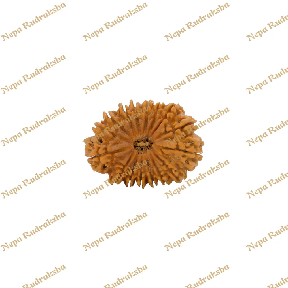 16 Mukhi Rudraksha 38.28Mm 5957