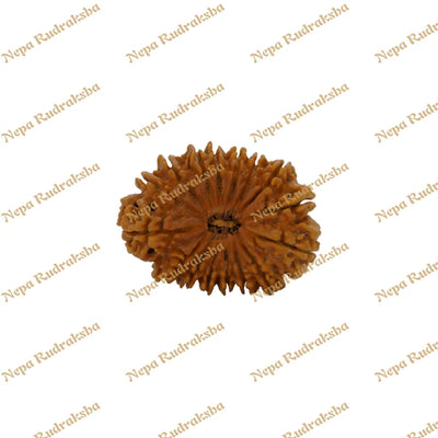 16 Mukhi Rudraksha 38.28mm