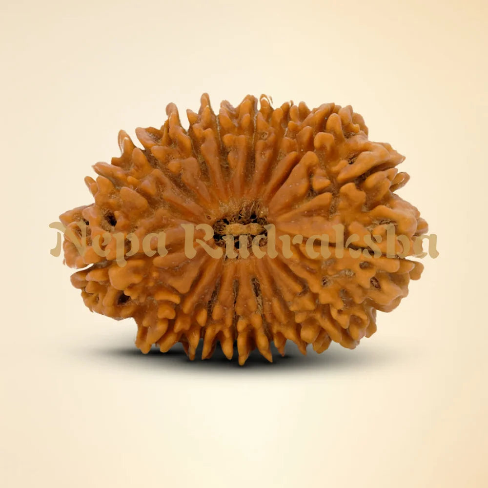 16 Mukhi Rudraksha 38.28mm
