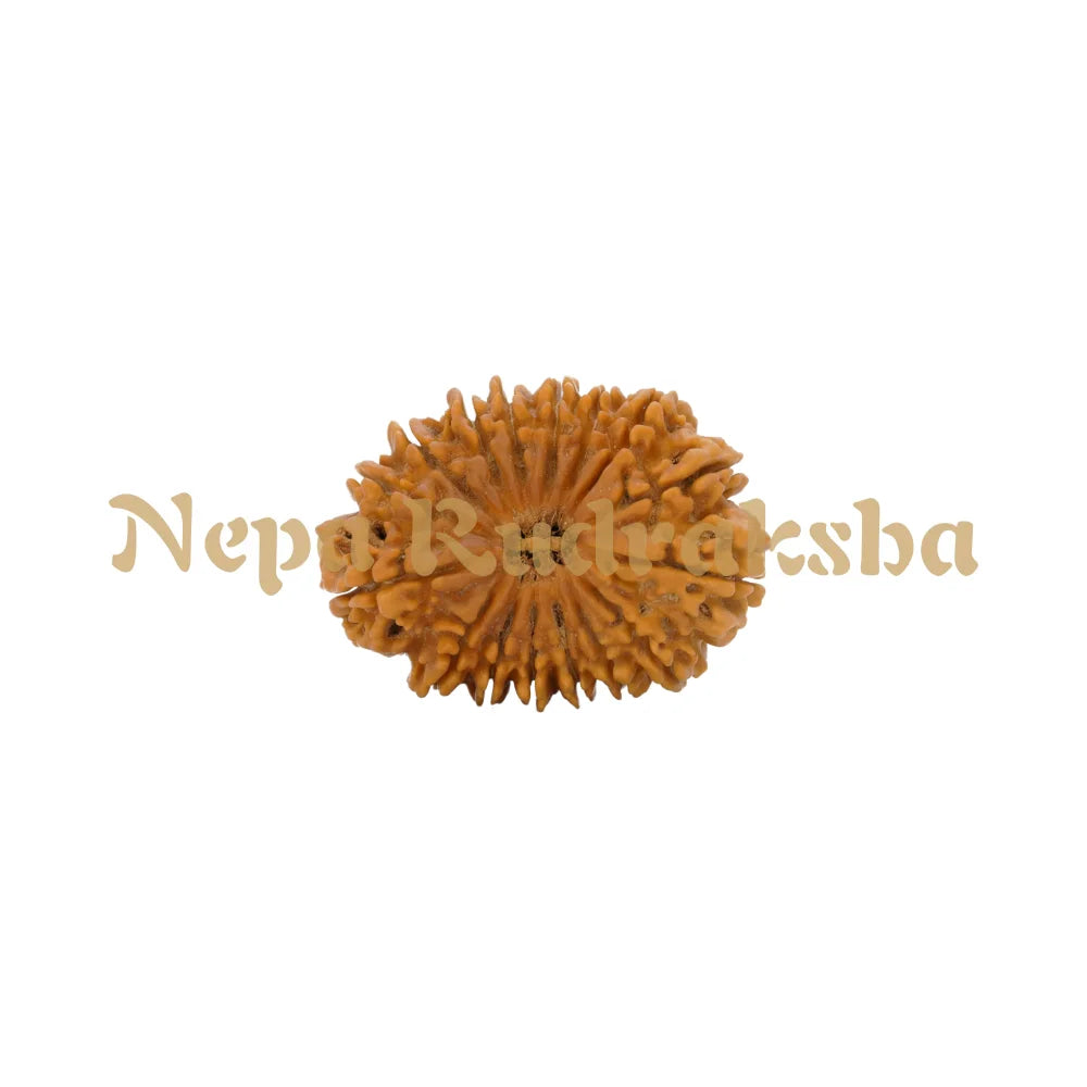 16 Mukhi Rudraksha 38.28Mm 5957