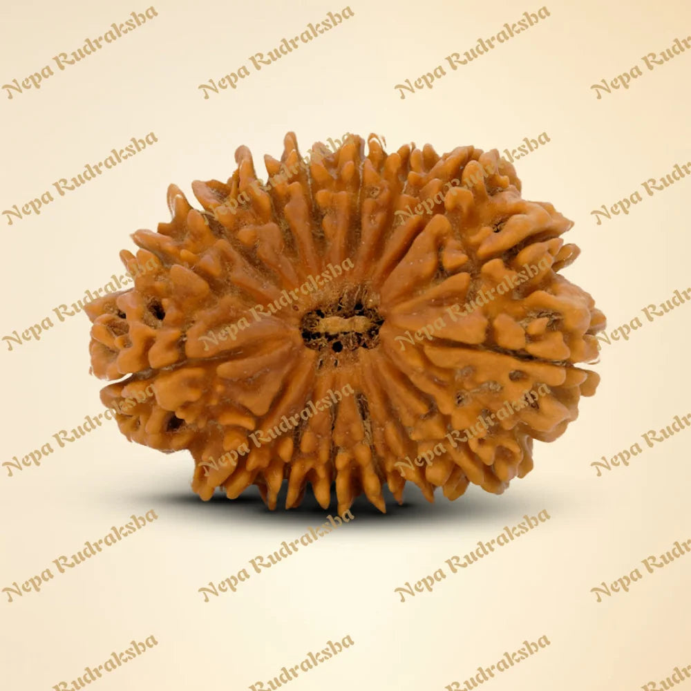 16 Mukhi Rudraksha 38.28mm 5957