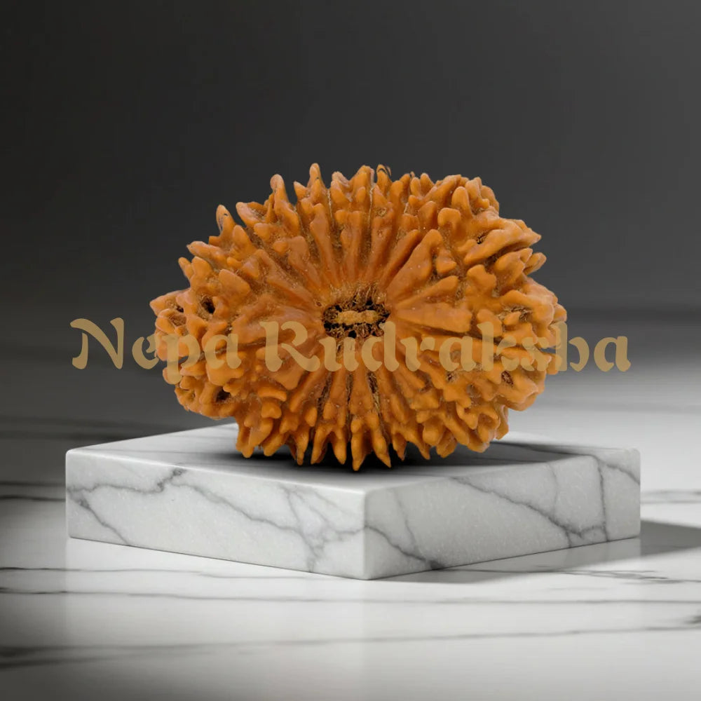 16 Mukhi Rudraksha 38.28mm