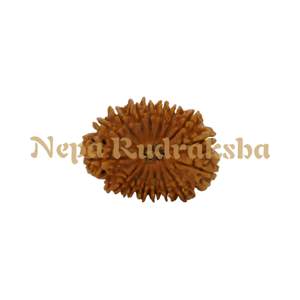 16 Mukhi Rudraksha 38.28Mm 5957