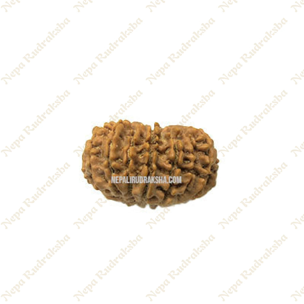 16 Mukhi Rudraksha