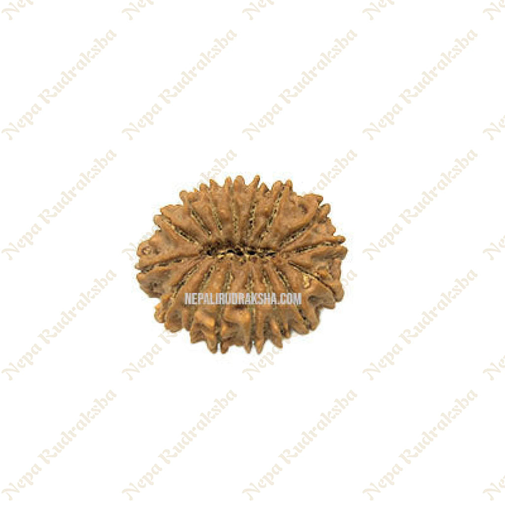 16 Mukhi Rudraksha