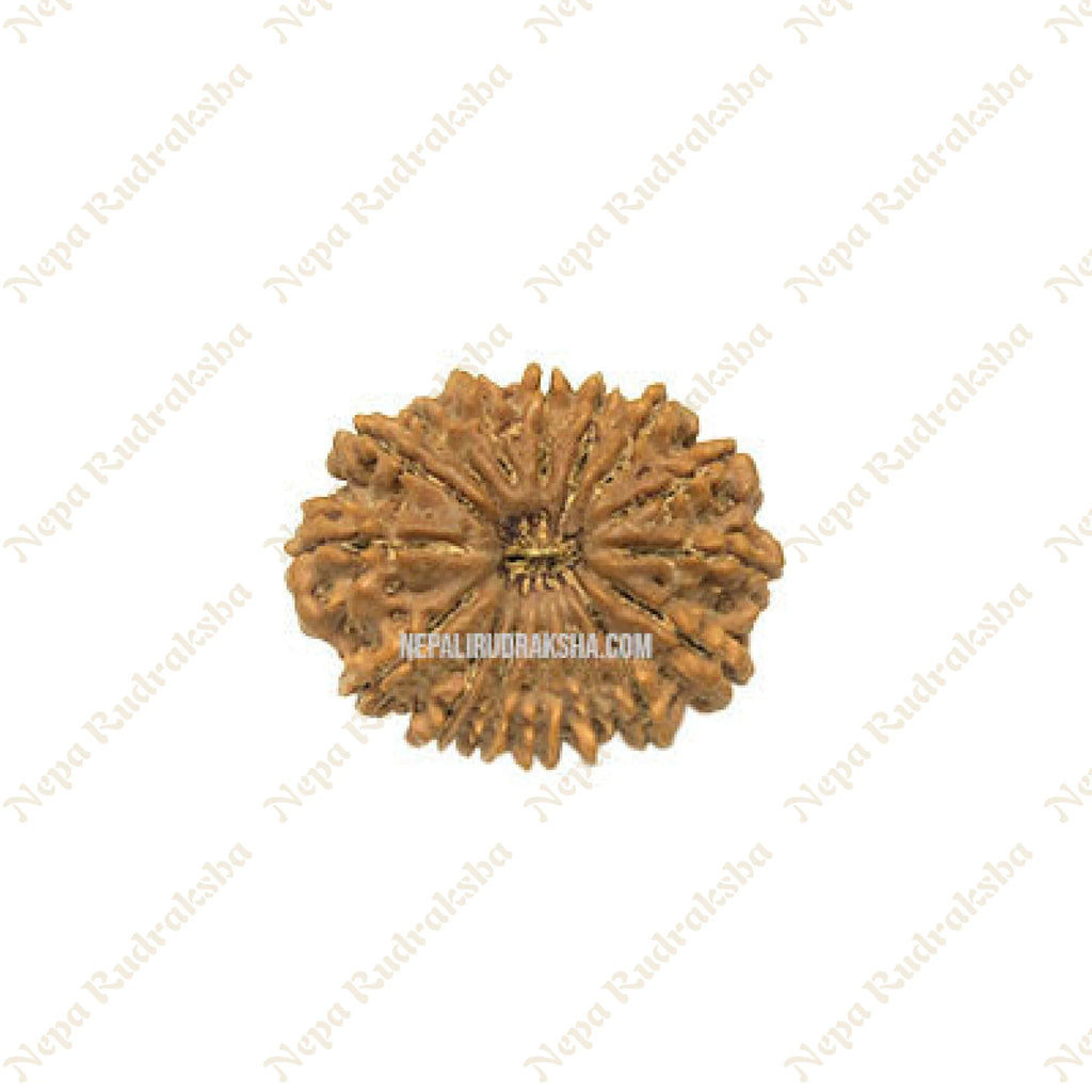 16 Mukhi Rudraksha