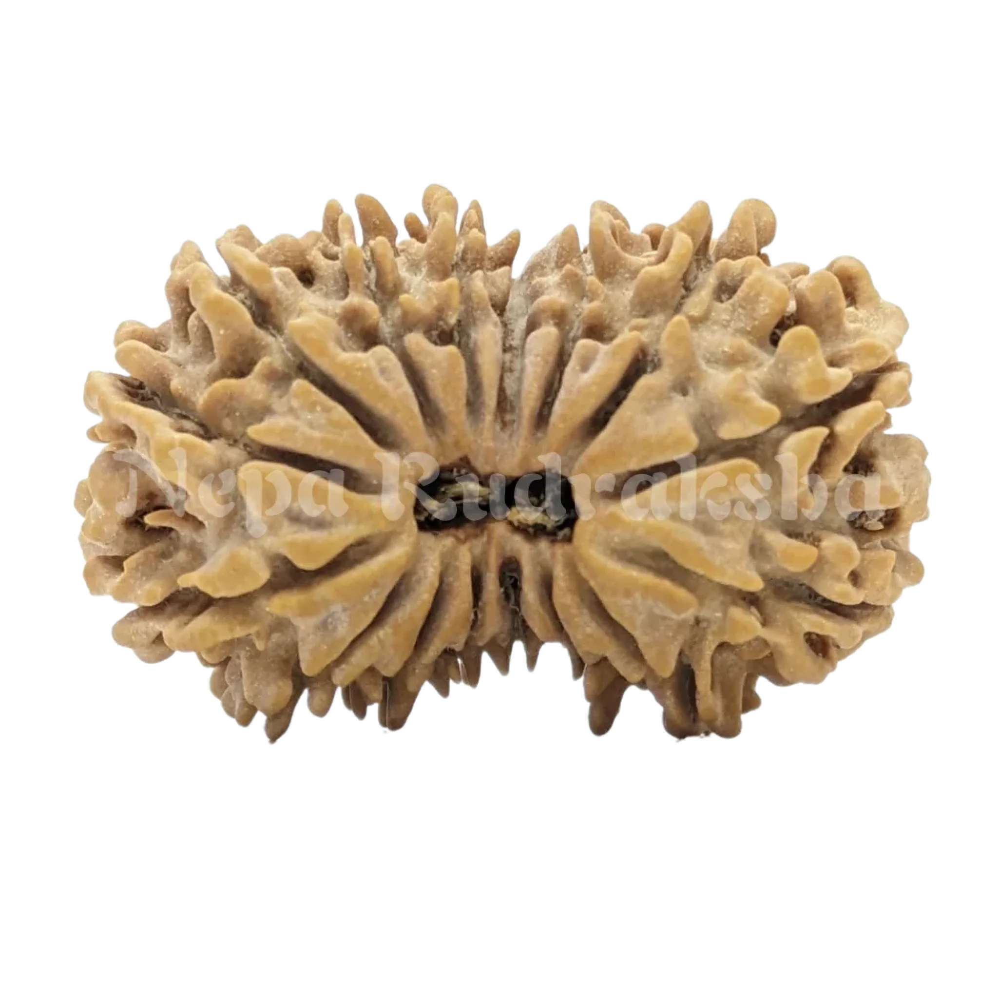 16 Mukhi Rudraksha