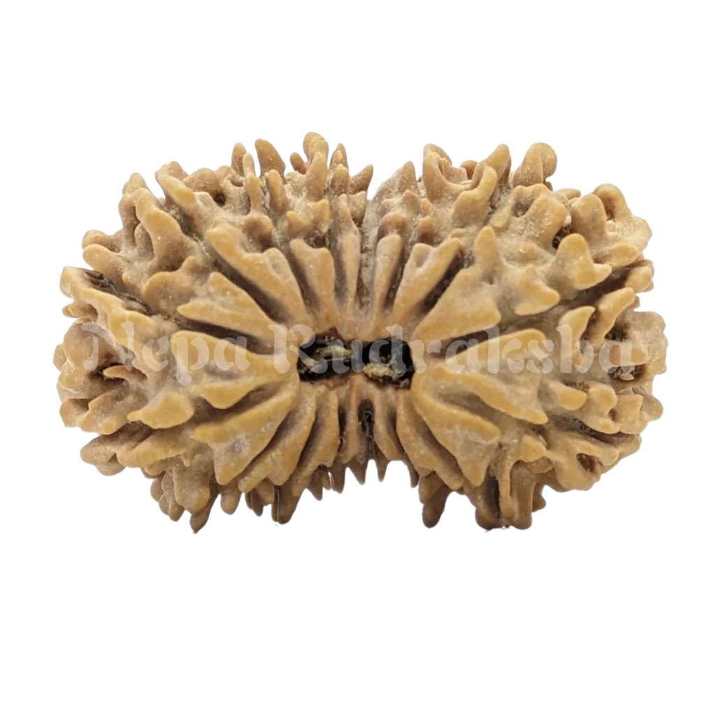 16 Mukhi Rudraksha