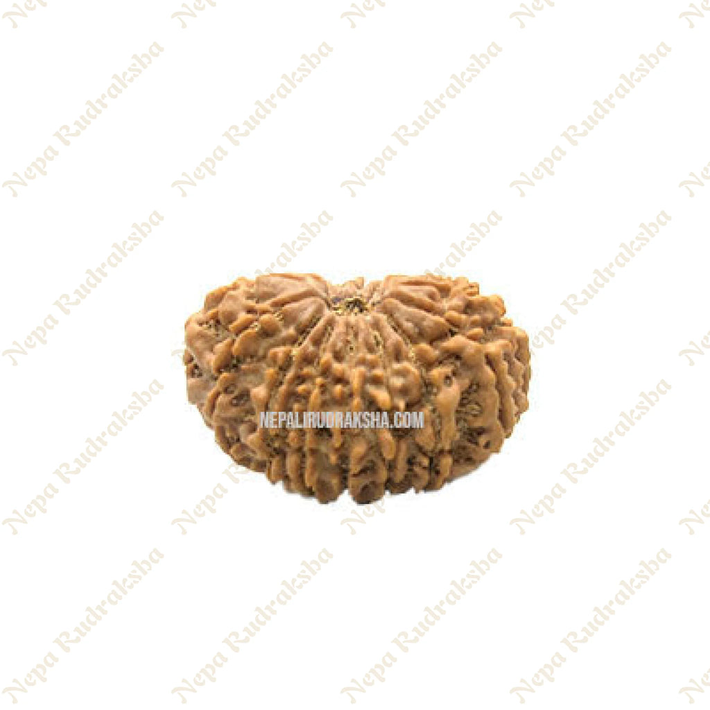 16 Mukhi Rudraksha