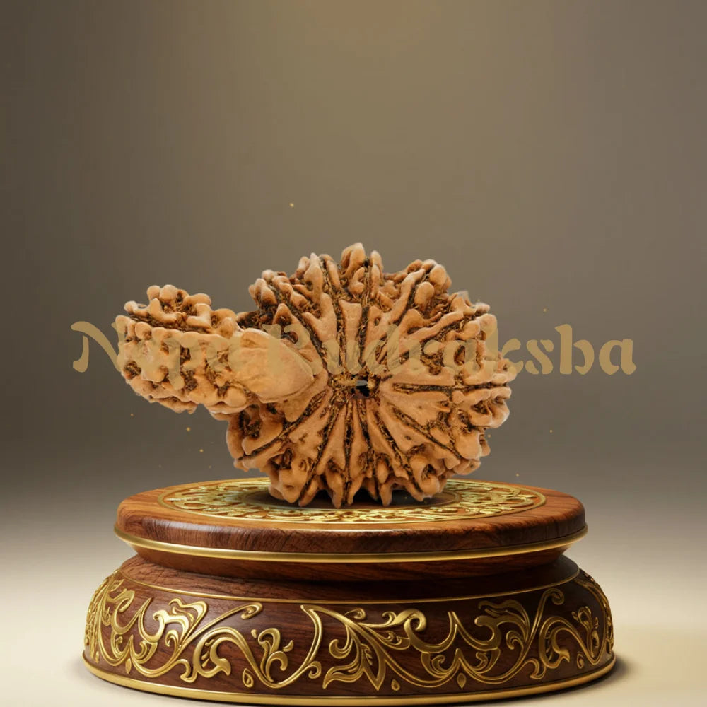 16 Mukhi Savar Rudraksha