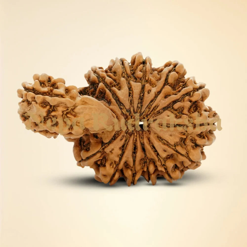 16 Mukhi Savar Rudraksha