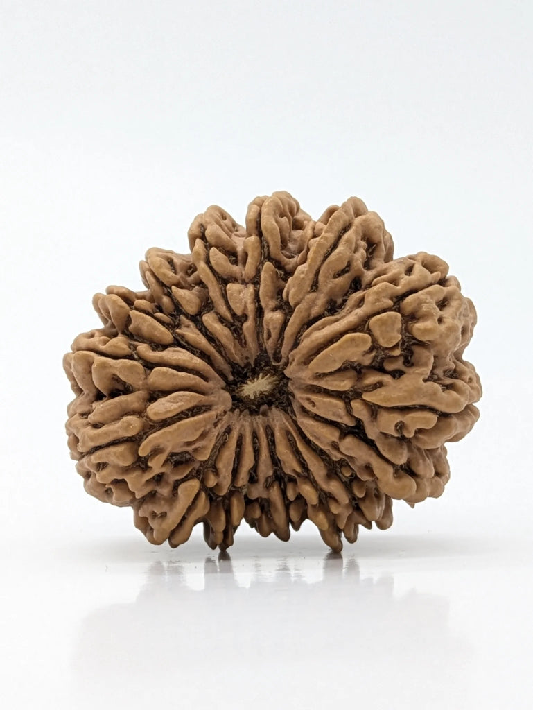 16 Mukhi (Super Collector) Rudraksha