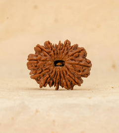 16 Mukhi
