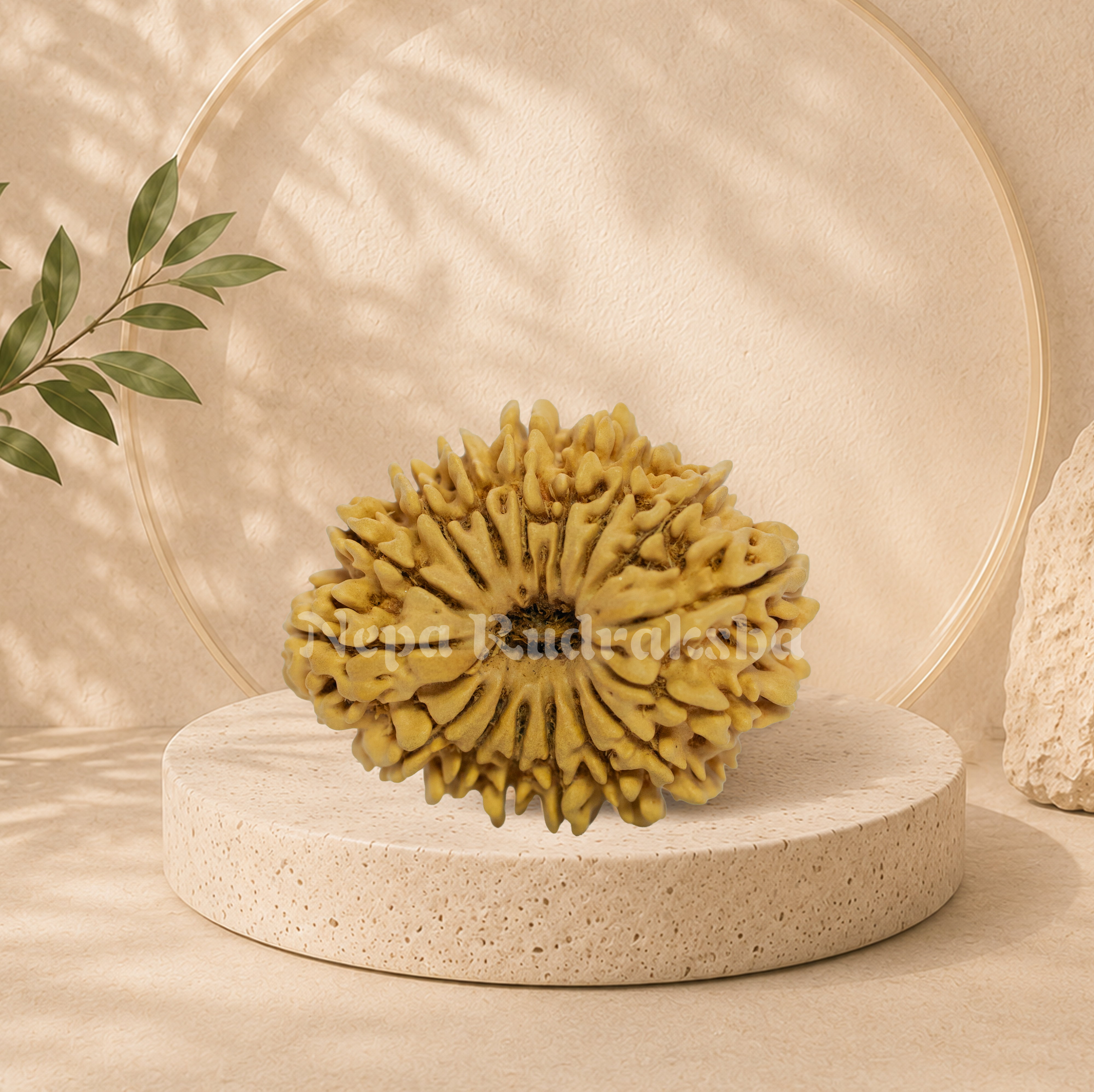 16 Mukhi (Collector) Rudraksha