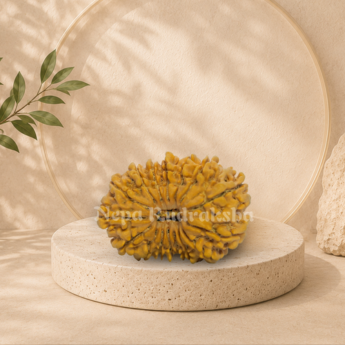 16 Mukhi (Medium) Rudraksha