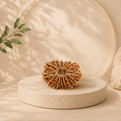 16 Mukhi (Regular) Rudraksha