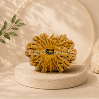 16 Mukhi (Super Collector) Rudraksha