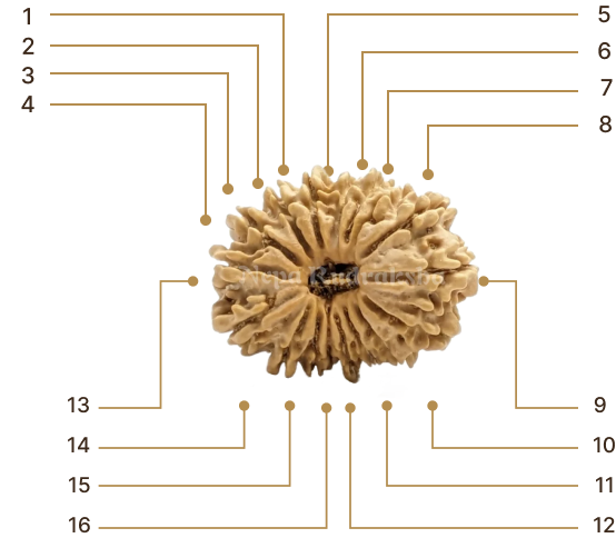 Rudraksha Image