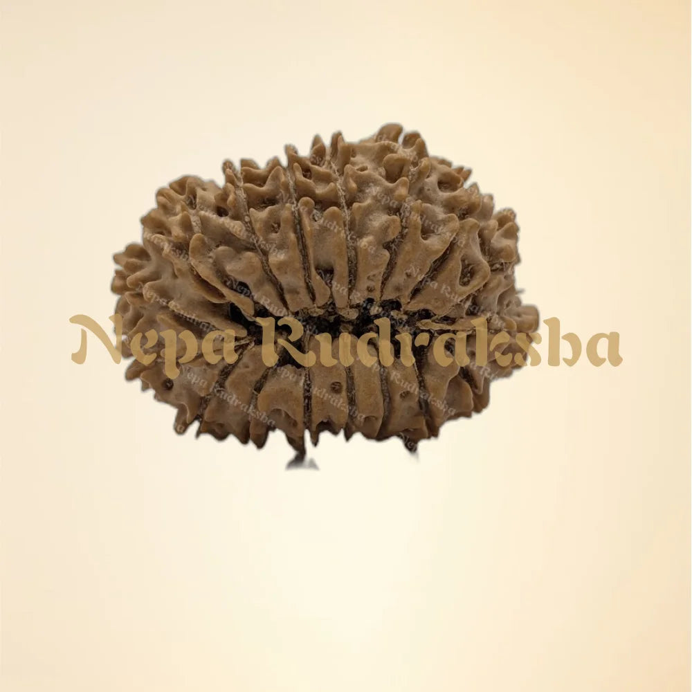 17 Mukhi (Collector - 10879)