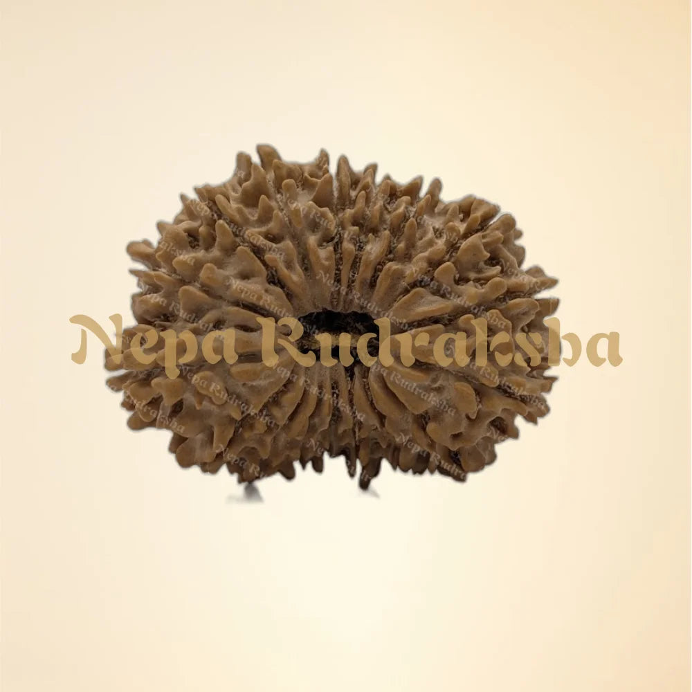 17 Mukhi (Collector - 10879)