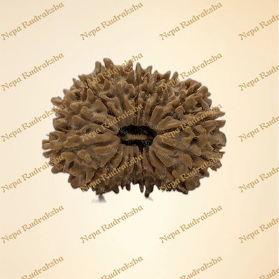 17 Mukhi (Collector - 10879)