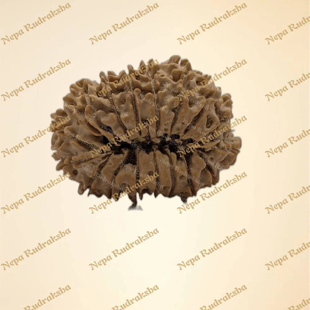 17 Mukhi (Collector - 10879)