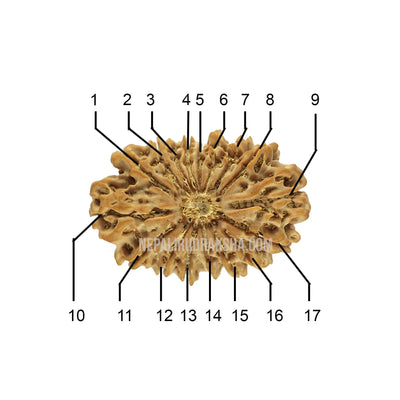 17 Mukhi (Collector) Rudraksha