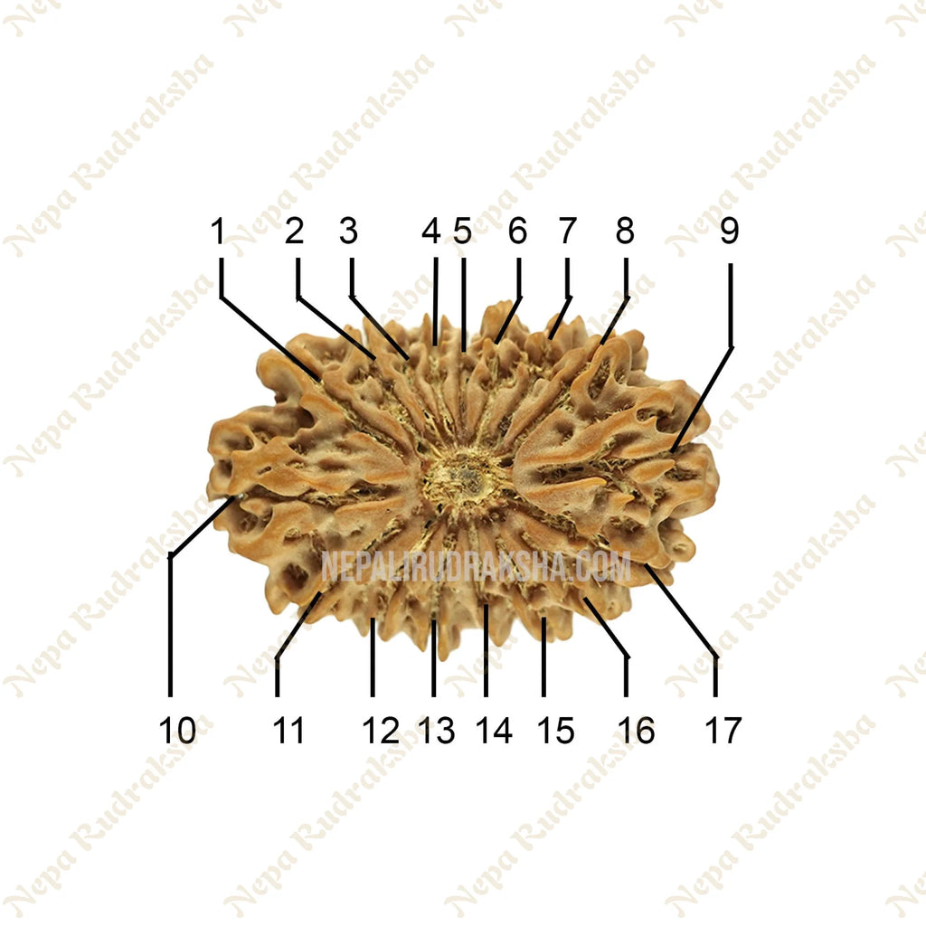 17 Mukhi Collector Rudraksha Face Count