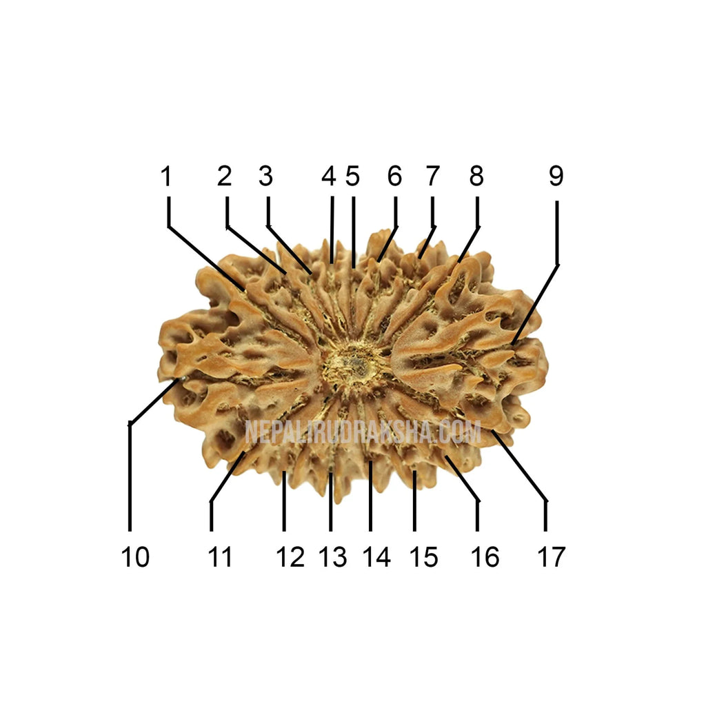 17 Mukhi Collector Rudraksha Face Count