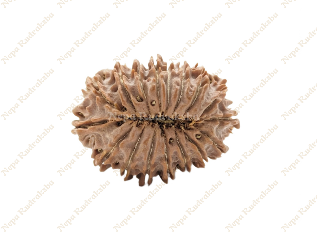 17 Mukhi Rudraksha Back Face