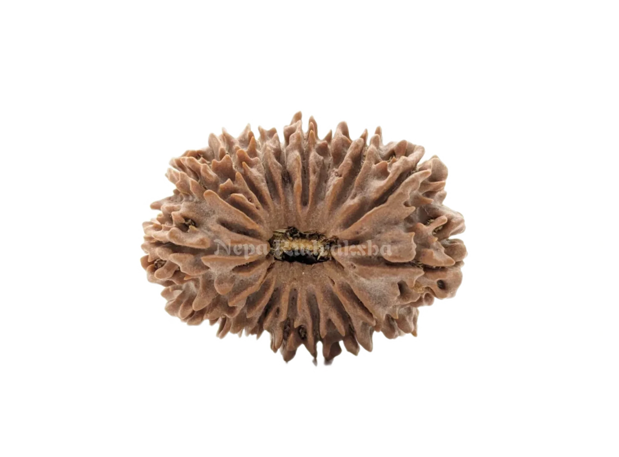 17 Mukhi (Collector) Rudraksha