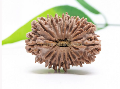 17 Mukhi (Collector) Rudraksha