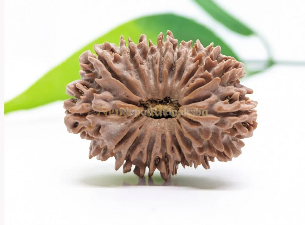 17 Mukhi Collector Rudraksha