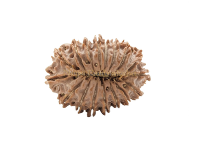 17 Mukhi (Collector) Rudraksha
