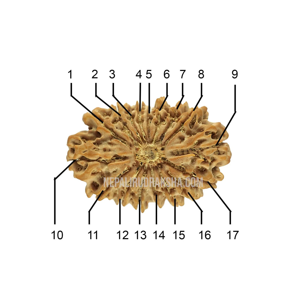 17 Mukhi Collector Rudraksha Face Count