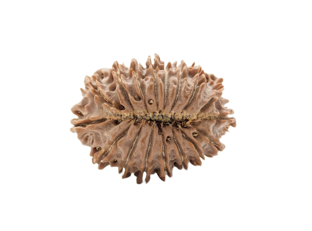 17 Mukhi Rudraksha Back Face