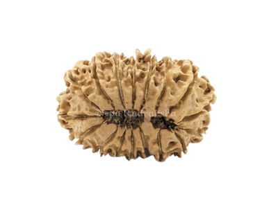 17 Mukhi (Medium) Rudraksha