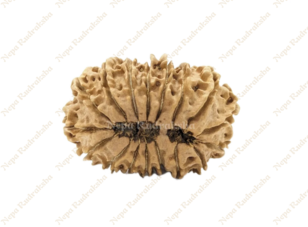 17 Mukhi Rudraksha Medium Sized Back Face