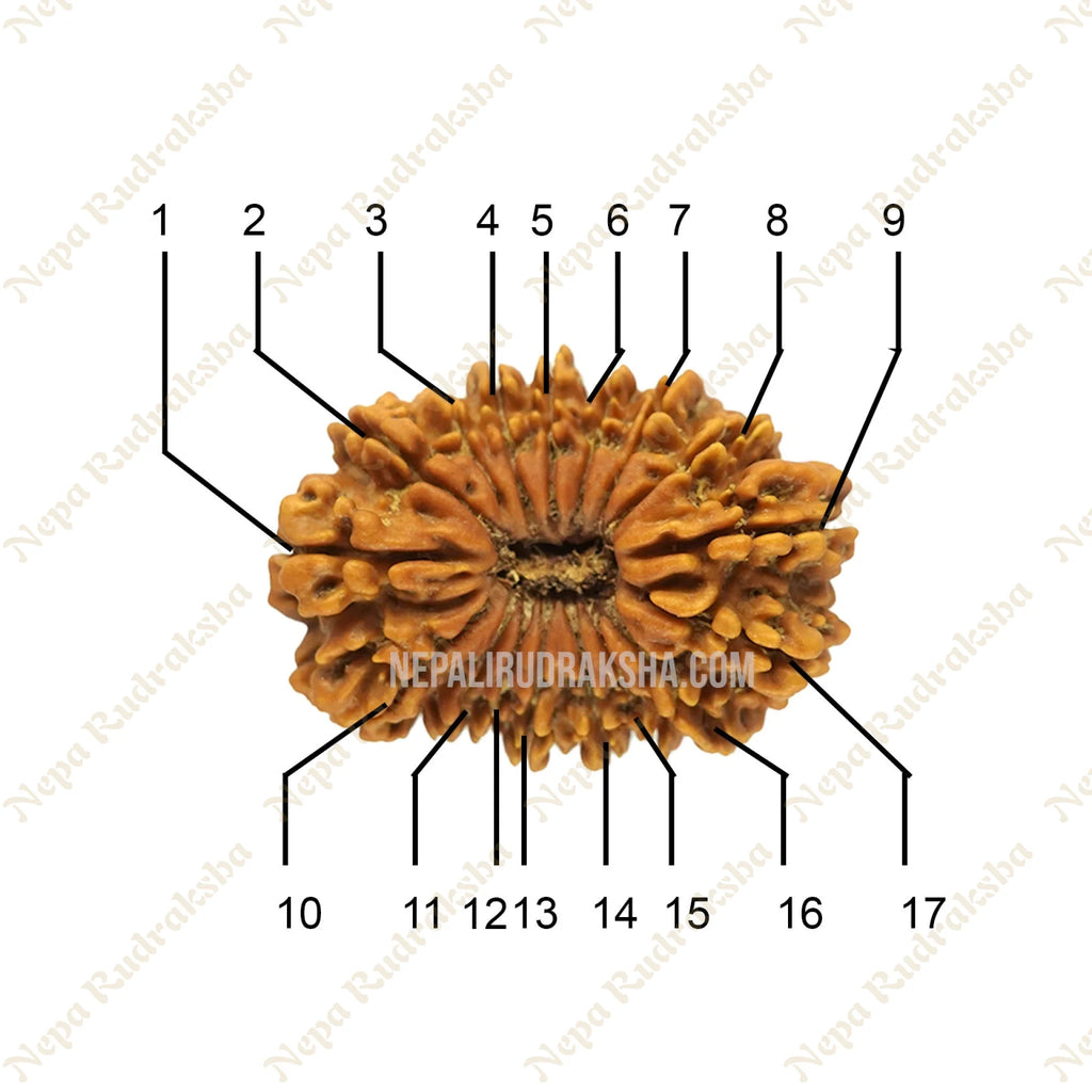 17 Mukhi Rudraksha Medium Sized Face Count