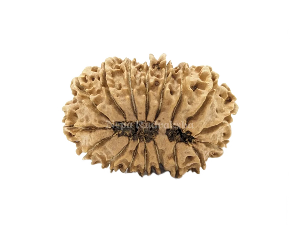 17 Mukhi Rudraksha Medium Sized Back Face