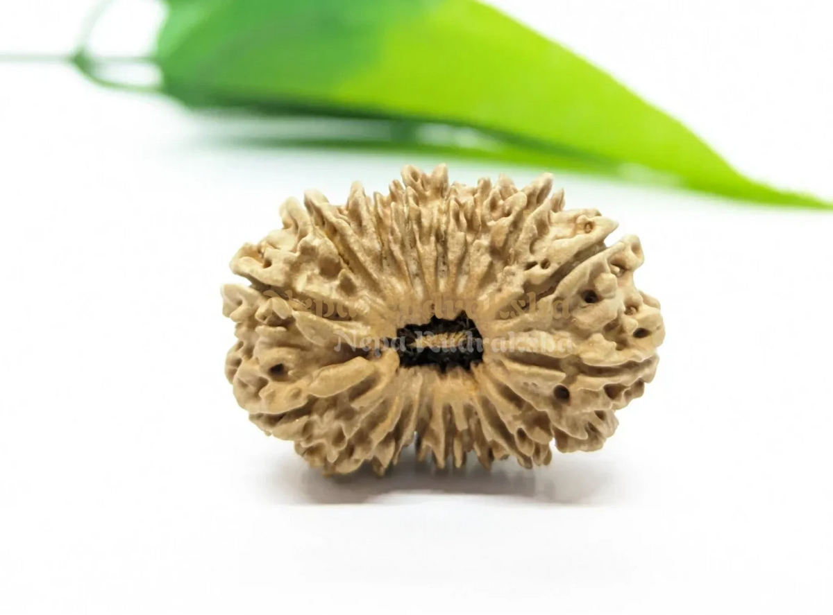 17 Mukhi (Medium) Rudraksha