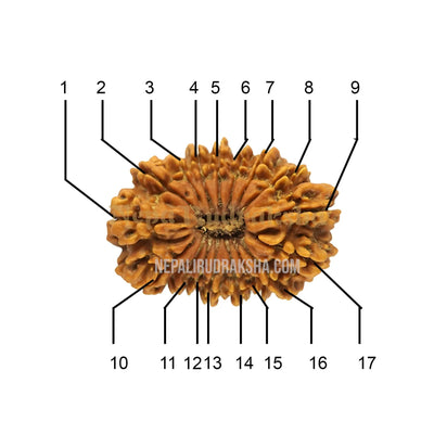 17 Mukhi (Medium) Rudraksha