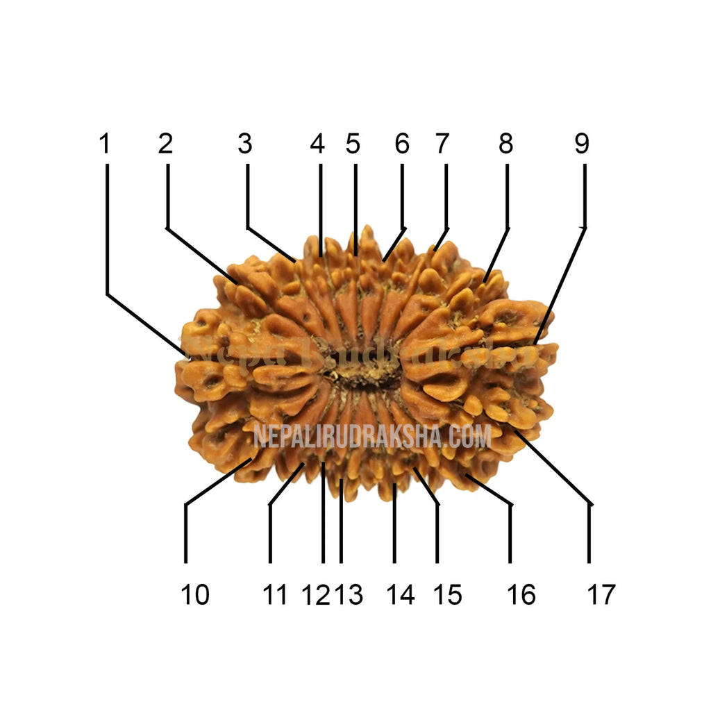 17 Mukhi Rudraksha Medium Sized Face Count