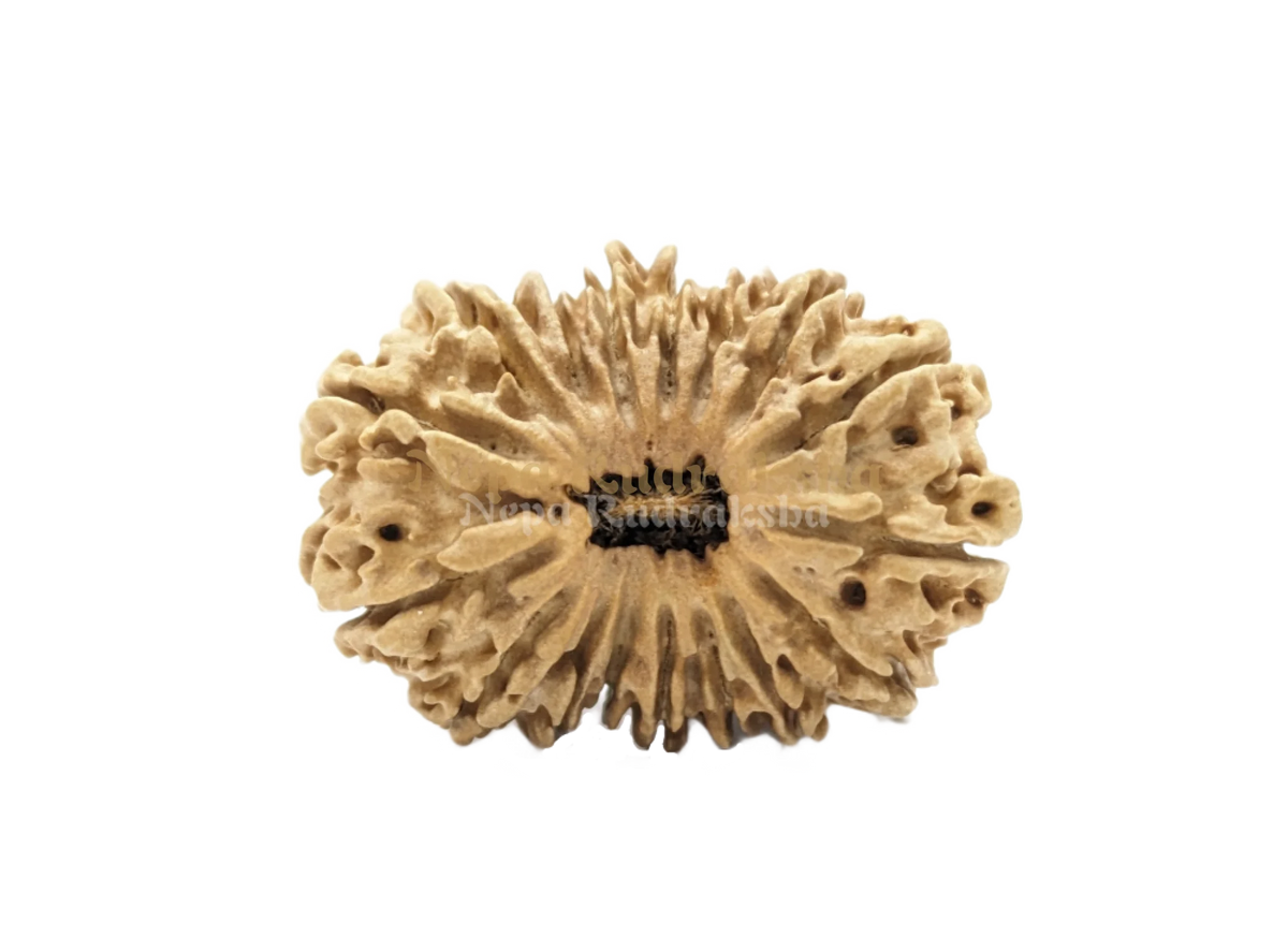 17 Mukhi (Medium) Rudraksha