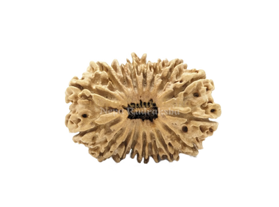 17 Mukhi (Medium) Rudraksha