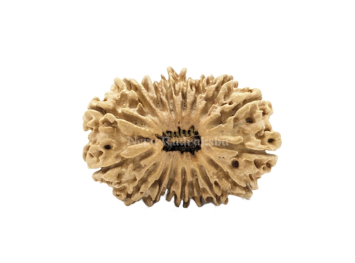 17 Mukhi Rudraksha Medium Sized Front Face