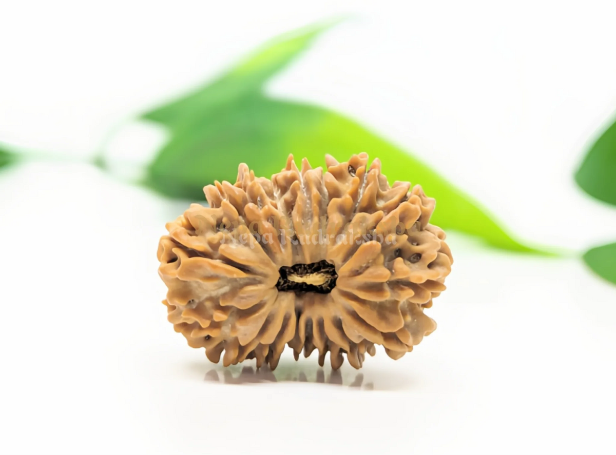 17 Mukhi (Regular) Rudraksha