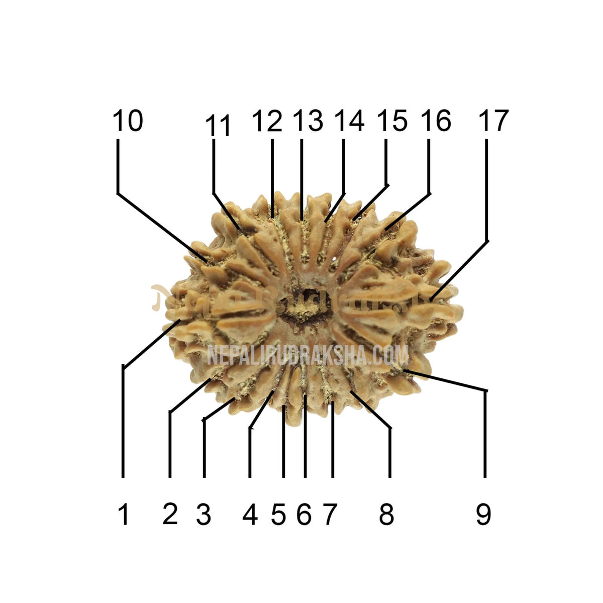 17 Mukhi (Regular) Rudraksha